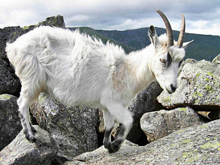 A Mountain Goat on Tryfan
