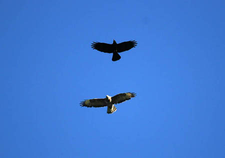 Buzzard with Raven