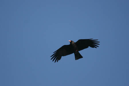 Chough in Flight