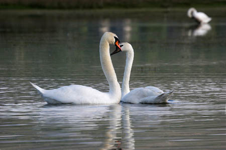 Courting Swans