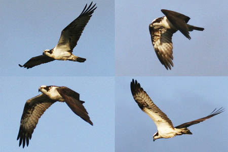 Flying Ospreys