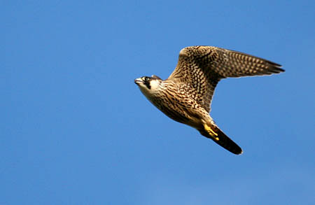 Flying Peregrine