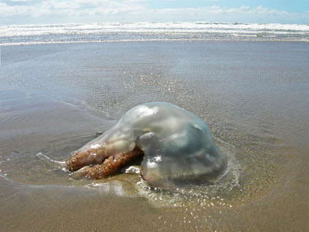 Giant Jellyfish