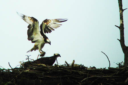 Glaslyn Ospreys