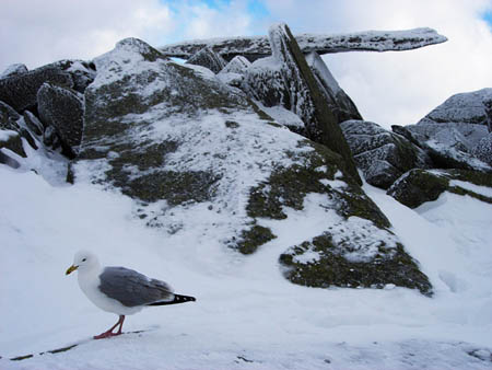 Gull by Cantilever
