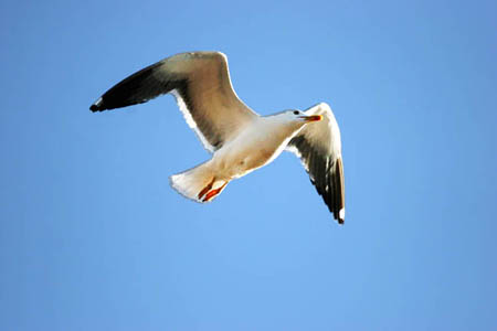 Gull in Flight
