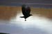 Crow over River