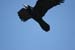 Flying Raven