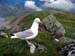 Gull Cader Idris