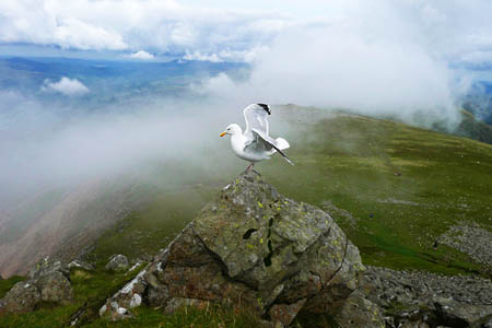 Gull on Rock
