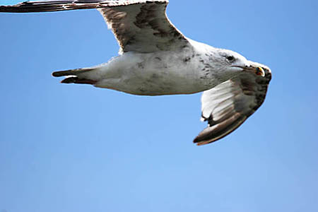 Gull on the Wing