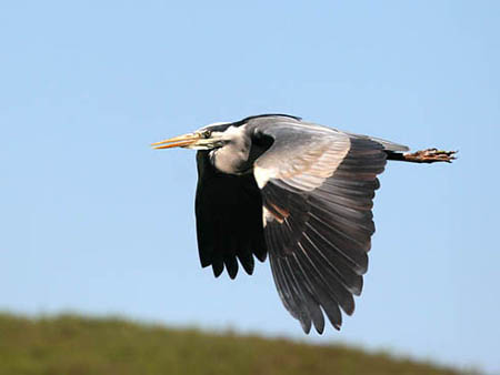 Heron Flying By