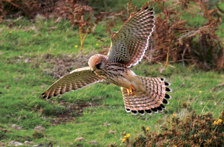 Kestral in Flight