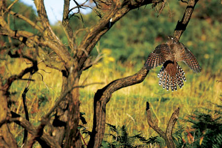 Landing Cuckoo