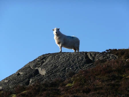 Mountain Sheep