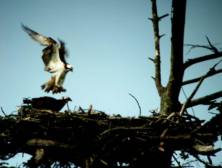 Ospreys on Nest