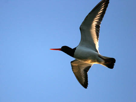 Oyster Catcher in Flight
