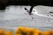 Heron over Water