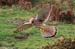 Kestral in Flight