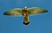 Kestral with Shell