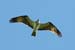 Male Osprey in Flight