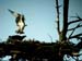 Ospreys on Nest