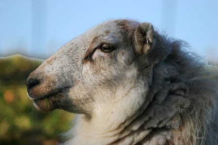 Profile of Sheep