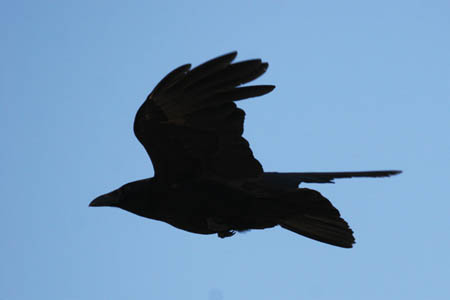Raven in Flight