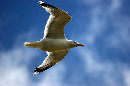 Seagull in Flight