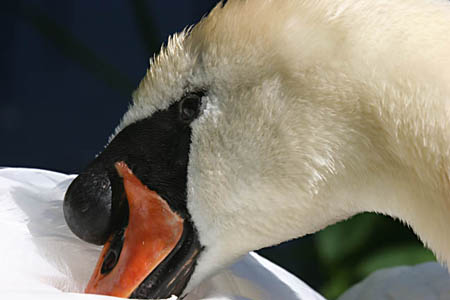 Swan Close up