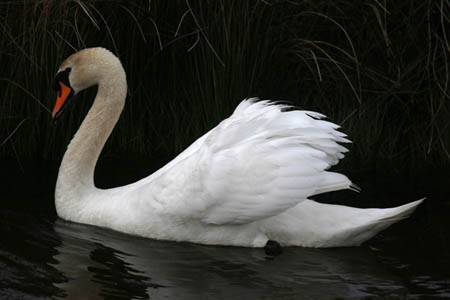 Swan on Water