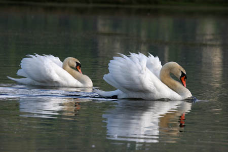 Swimming Swans
