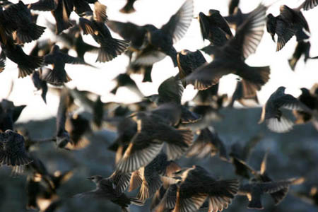 Take to Flight