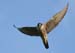 Peregrine in Flight