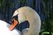 Preening Swan