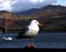 Seagull Barmouth Estuary