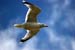 Seagull in Flight