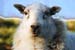 Sheep facing