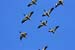 Shelduck Formation