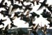 Starling Flock in Flight