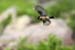 Stone Chat In Flight