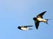 Swallows in Flight