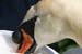 Swan Close up
