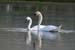 Swan Pair