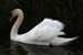 Swan on Water