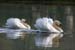 Swimming Swans