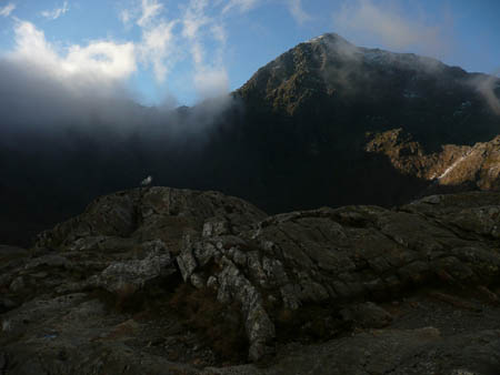 Gull + Snowdon