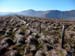 Grass Tussocks, Aran#20018
