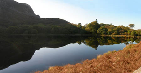 Llyn Cwm Bychan Tree#20007