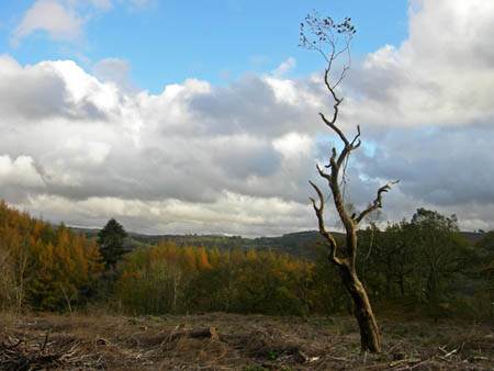 Dead Tree Tan y Bwlch